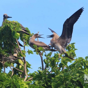 西沙东岛栖息40多种鸟类 素有“鸟岛”之称